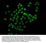 HIST1H4A (Ab-8) Antibody