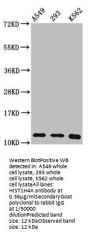 HIST1H4A (Ab-8) Antibody