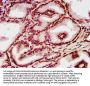 HIST1H4A (Ab-8) Antibody