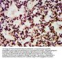 HIST1H4A (Ab-8) Antibody