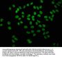 HIST1H4A (Ab-8) Antibody