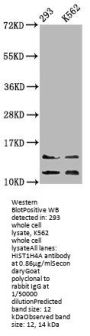 HIST1H4A (Ab-8) Antibody