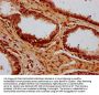 HIST1H4A (Ab-8) Antibody