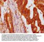 HIST1H4A (Ab-8) Antibody