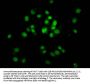 HIST1H4A (Ab-8) Antibody