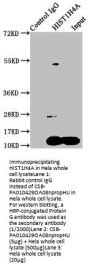 HIST1H4A (Ab-8) Antibody