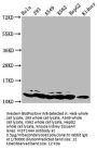 HIST1H4A (Ab-8) Antibody