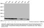 Propionyl-HIST1H4A (K8) Antibody