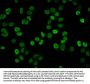 Propionyl-HIST1H4A (K8) Antibody