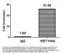 Propionyl-HIST1H4A (K8) Antibody