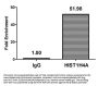 Propionyl-HIST1H4A (K8) Antibody