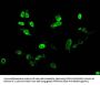 Acetyl-HIST1H4A (K12) Antibody