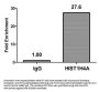 Acetyl-HIST1H4A (K12) Antibody