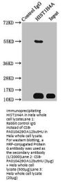 Butyrly-HIST1H4A (K12) Antibody