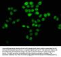 Crotonyl-HIST1H4A (K12) Antibody