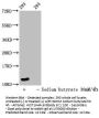 Formyl-HIST1H4A (K12) Antibody