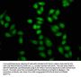 Formyl-HIST1H4A (K12) Antibody