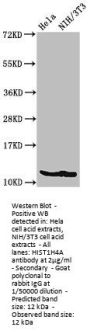 HIST1H4A (Ab-12) Antibody