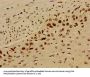 HIST1H4A (Ab-12) Antibody