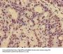 HIST1H4A (Ab-12) Antibody