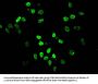 HIST1H4A (Ab-12) Antibody