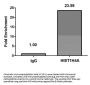 HIST1H4A (Ab-12) Antibody