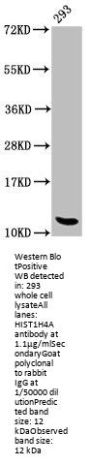HIST1H4A (Ab-12) Antibody