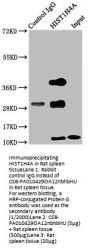 HIST1H4A (Ab-12) Antibody