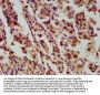 HIST1H4A (Ab-12) Antibody