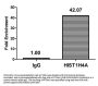 HIST1H4A (Ab-12) Antibody