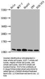 HIST1H4A (Ab-12) Antibody