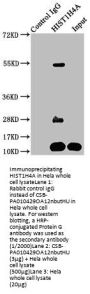 HIST1H4A (Ab-12) Antibody