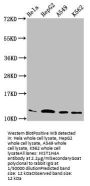 HIST1H4A (Ab-12) Antibody