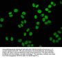 HIST1H4A (Ab-12) Antibody