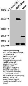 HIST1H4A (Ab-12) Antibody
