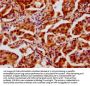 HIST1H4A (Ab-12) Antibody