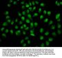 HIST1H4A (Ab-12) Antibody