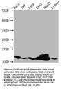 HIST1H4A (Ab-12) Antibody