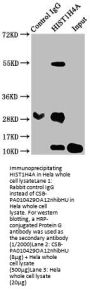 HIST1H4A (Ab-12) Antibody