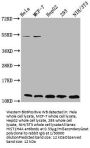 HIST1H4A (Ab-12) Antibody