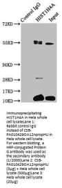 HIST1H4A (Ab-12) Antibody