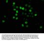 HIST1H4A (Ab-12) Antibody