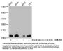 Succinyl-HIST1H4A (K12) Antibody