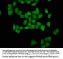 Succinyl-HIST1H4A (K12) Antibody
