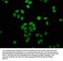 Butyrly-HIST1H4A (K16) Antibody