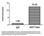 Butyrly-HIST1H4A (K16) Antibody