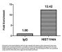 Butyrly-HIST1H4A (K16) Antibody