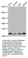 Crotonyl-HIST1H4A (K16) Antibody