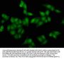 Crotonyl-HIST1H4A (K16) Antibody