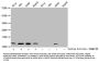 2-hydroxyisobutyryl-HIST1H4A (K16) Antibody